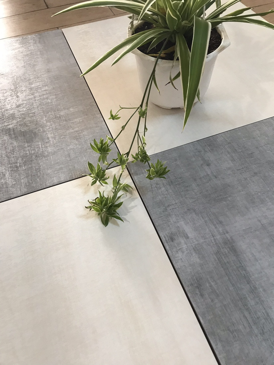 Gạch lát nền 600x600 bóng mờ Taicera